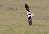 Image. American Avocet