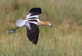 Image. American Avocet