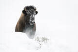 Image. American Bison
