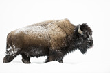 Image. American Bison