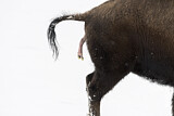Image. American Bison