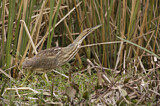 Image. American Bittern