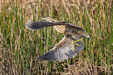 Image. American Bittern