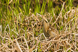 Image. American Bittern