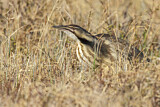 Image. American Bittern