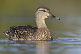 Image. American Black Duck