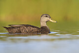 Image. American Black Duck