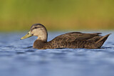 Image. American Black Duck
