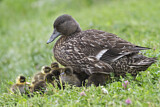 Image. American Black Duck