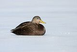 Image. American Black Duck