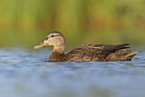 Image. American Black Duck