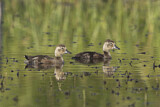 Image. American Black Duck