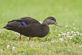 Image. American Black Duck