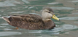 Image. American Black Duck