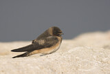 Image. American Cliff Swallow 
