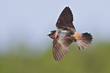 Image. American Cliff Swallow 