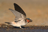 Image. American Cliff Swallow 