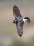 Image. American Cliff Swallow 