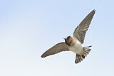 Image. American Cliff Swallow 
