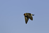 Image. American Cliff Swallow 