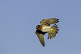 Image. American Cliff Swallow 