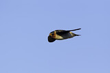 Image. American Cliff Swallow 