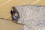Image. American Cliff Swallow 