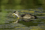 Image. American Coot