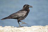 Image. American Crow