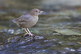 Image. American Dipper