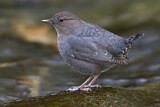 Image. American Dipper