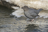 Image. American Dipper