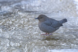 Image. American Dipper