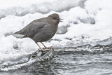 Image. American Dipper