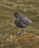 Image. American Dipper