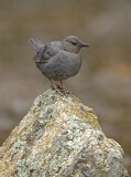 Image. American Dipper