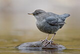 Image. American Dipper