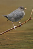 Image. American Dipper