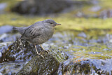 Image. American Dipper