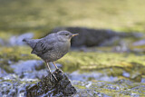Image. American Dipper