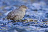 Image. American Dipper