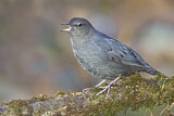 Image. American Dipper