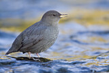 Image. American Dipper
