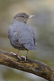 Image. American Dipper