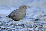 Image. American Dipper