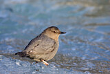 Image. American Dipper