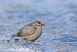 Image. American Dipper