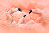 Image. American Flamingo
