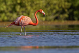 Image. American Flamingo