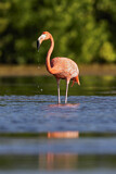 Image. American Flamingo